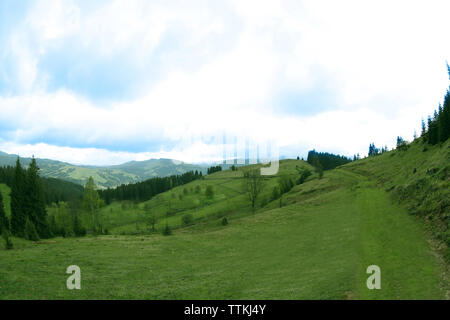 Forest Green Hills dans les montagnes Banque D'Images