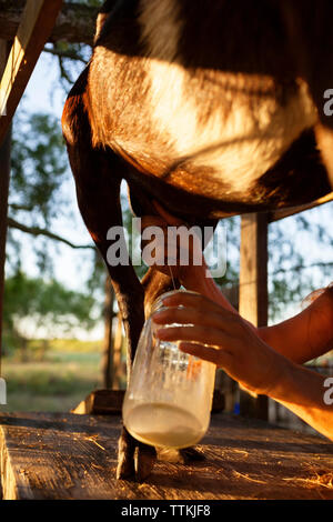 Portrait de femme à la ferme de chèvre à traire Banque D'Images