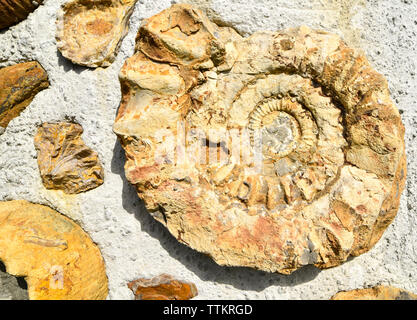 Ammonites fossilisées à partir de la période du crétacé. Banque D'Images