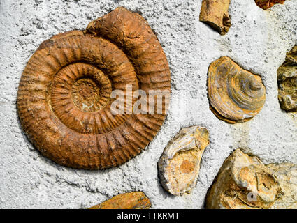 Ammonites fossilisées à partir de la période du crétacé. Banque D'Images