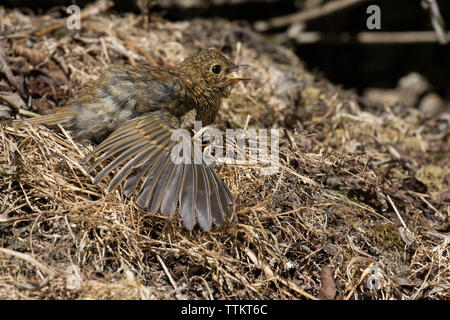 Robin (juvénile) bain de soleil Banque D'Images