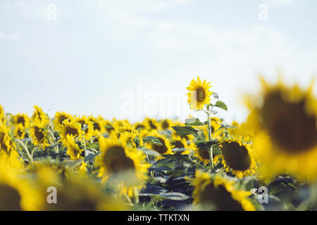 De plus en plus de champ de tournesols sur against sky Banque D'Images