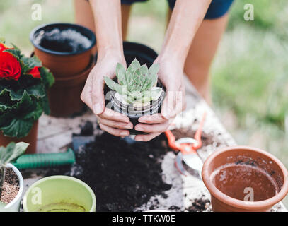 Midsection of woman holding plante succulente sur Tableau dans la cour Banque D'Images