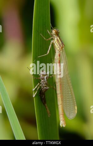 Récemment vu le large red libellule (Pyrrhosoma nymphula) reposant à côté de sa vieille peau larvaire ou exuvium sur une feuille d'Iris dans un étang de jardin, UK. Banque D'Images