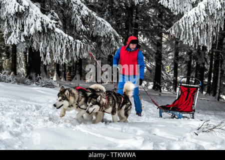 Homme avec huskies sibériens et traîneau sur champ neigeux Banque D'Images