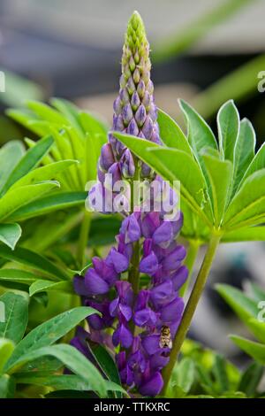 Lupinus 'Gallery tons de bleu' Banque D'Images