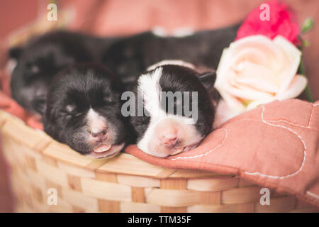 Close-up of cute puppies dormir sur un lit pour animaux de compagnie Banque D'Images