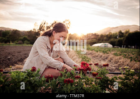 Happy female farmer ramasser des fleurs fraîches sur terrain Banque D'Images