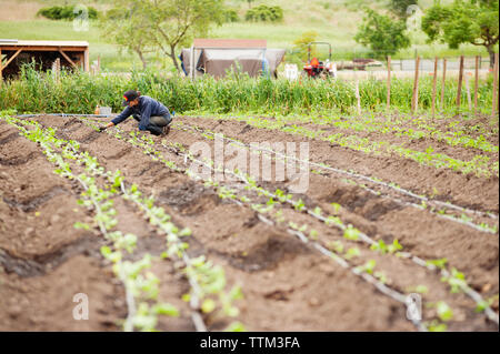 Female farmer examining plants à la ferme Banque D'Images