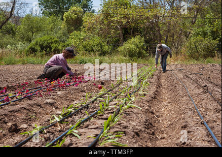 Les agricultrices travaillant sur terrain Banque D'Images