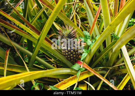 Portrait de la culture d'ananas sur la Banque D'Images