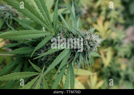 Close-up de bourgeons frais croissant sur des émissions de la plante de cannabis Banque D'Images