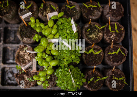 Vue de dessus de jeunes arbres dans le bac Banque D'Images