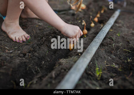 La section basse des semis dans les petits oignons Banque D'Images