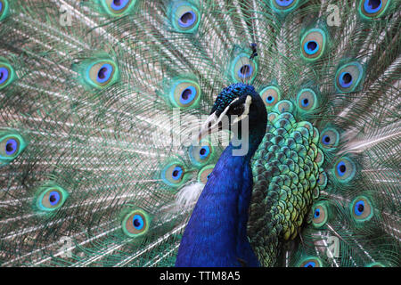 Portrait of peacock avec plumes en éventail Banque D'Images