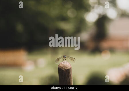 Close-up of dragonfly sur wooden post Banque D'Images