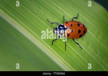 High angle close-up of ladybug on leaf Banque D'Images