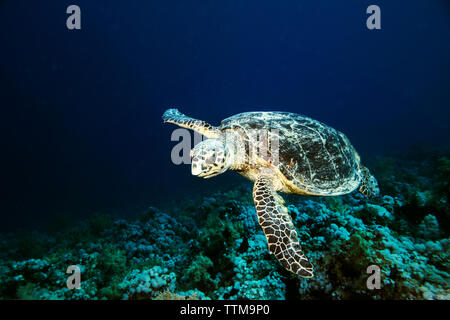 Piscine tortue Banque D'Images