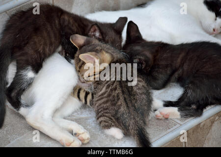 Chat maman allaitant 7 semaines de chatons, Felis catus Banque D'Images
