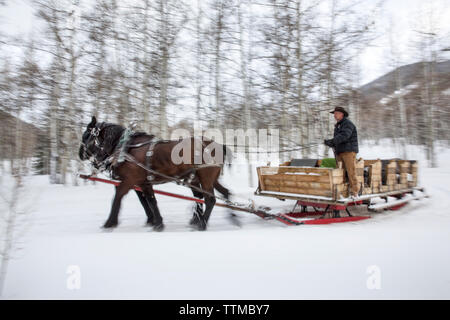 USA, Colorado, le tremble, le Wrangler MIke Lewindowski durs chevaux et un traîneau dans la neige, Pine Creek Cookhouse, Ashcroft Banque D'Images