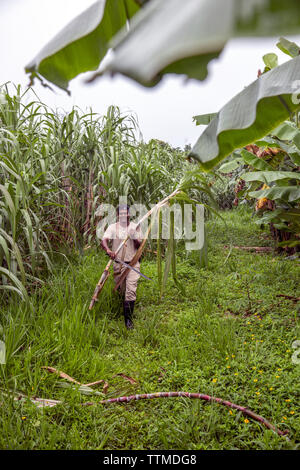 BELIZE, Punta Gorda, Toledo, vous pourrez participer à une jungle où ils Démo Mixologie vous être montré comment combiner des ingrédients frais de la ferme avec un arr Banque D'Images