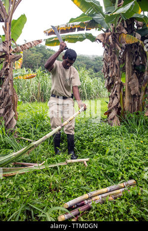 BELIZE, Punta Gorda, Toledo, vous pourrez participer à une jungle où ils Démo Mixologie vous être montré comment combiner des ingrédients frais de la ferme avec un arr Banque D'Images
