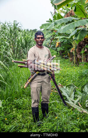 BELIZE, Punta Gorda, Toledo, vous pourrez participer à une jungle où ils Démo Mixologie vous être montré comment combiner des ingrédients frais de la ferme avec un arr Banque D'Images