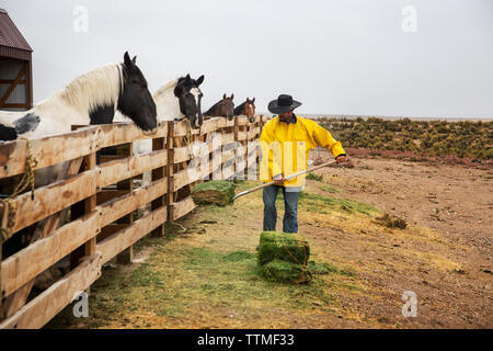 USA, Nevada, puits, cowboy et wrangler Clay Nannini prend soin des chevaux sur la grande propriété de 900 milles carrés dans le nord-est du Nevada, Mustang Monument Banque D'Images