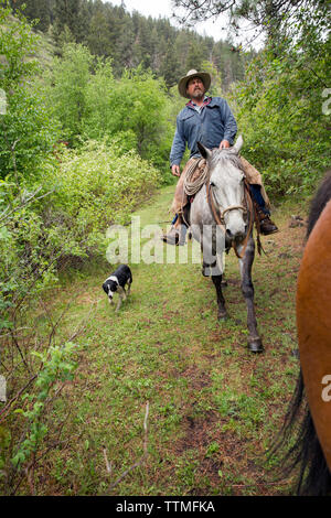 USA (Oregon), Joseph, Cowboy Todd Nash cherche pour son bétail le drainage de chevaux sauvages au-dessus de Big Sheep Creek Banque D'Images