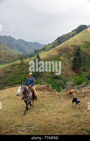 USA (Oregon), Joseph, Cowboy Todd Nash cherche pour son bétail le drainage de chevaux sauvages au-dessus de Big Sheep Creek Banque D'Images