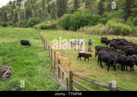 USA (Oregon), Joseph, Cowboy Todd Nash déplace son bétail de la Wild Horse Creek jusqu'Big Sheep Creek à braquer Creek Banque D'Images