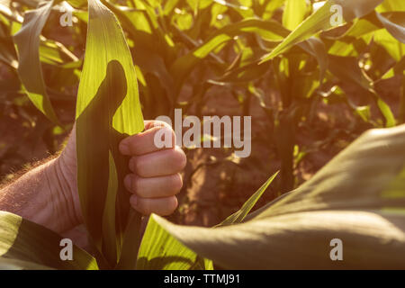 Agriculteur satisfait gesturing Thumbs up en champ de maïs, Close up of hand Banque D'Images