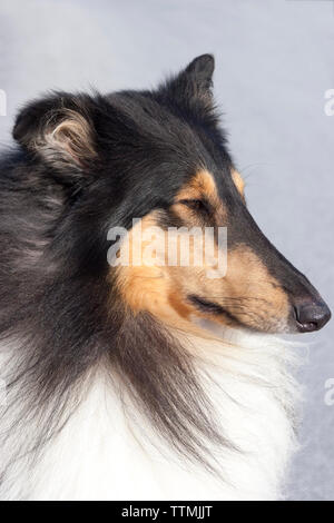 Profil de la tête des mâles adultes de trois couleurs avec chien Colley debout à l'extérieur, regardant droit devant, les oreilles jusqu', alerte Banque D'Images