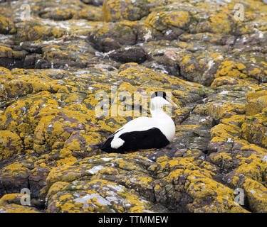 Eider mâle sur les îles Farne Banque D'Images