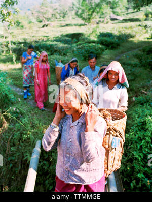 L'INDE, le Bengale occidental, des femmes portant des paniers tissés rempli de feuilles de thé, Darjeeling Banque D'Images