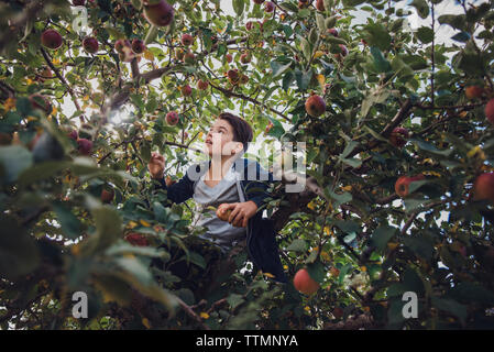 Garçon assis sur apple tree in orchard Banque D'Images