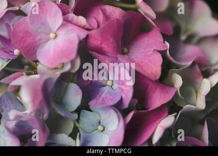 Close-up of colorful flowers growing at park Banque D'Images