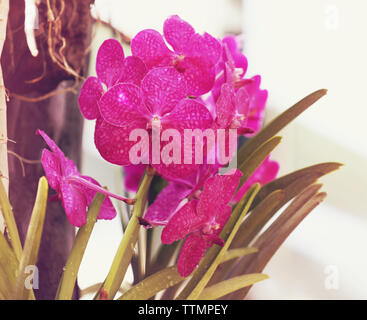 Belles fleurs orchidée rose sur fond flou Banque D'Images