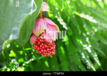 Magnifiques fleurs roses sur fond nature floue Banque D'Images