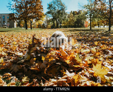 Fluffy chien enterré dans un tas de feuilles aux couleurs automnales dans un parc Banque D'Images