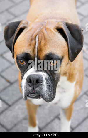 Femelle adulte alerte brown (faon) chien Boxer debout sur une brique patio donnant sur appareil photo et regarde droit devant lui, les oreilles jusqu Banque D'Images