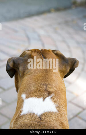 Femelle adulte brun (fauve) chien Boxer debout sur un patio en briques à l'opposé de la caméra et regarde droit devant lui, les oreilles jusqu', alerte Banque D'Images