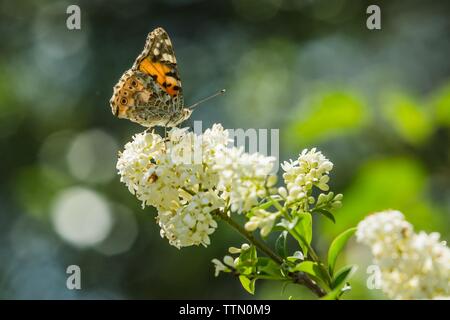 Peint en couleur lady butterfly sitting on white bloom de troène commun croissant dans un jardin par une chaude journée de printemps ensoleillée. Bokeh blanc et vert. Banque D'Images