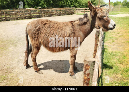 Funny donkey on farm Banque D'Images