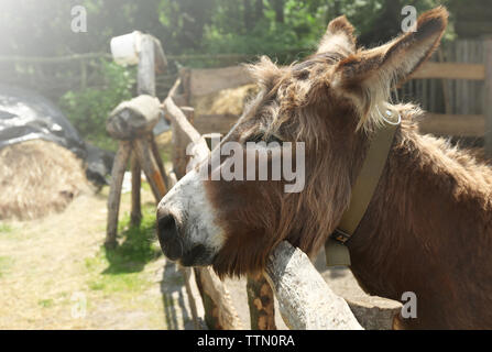 Funny donkey on farm Banque D'Images