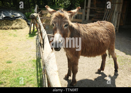 Funny donkey on farm Banque D'Images