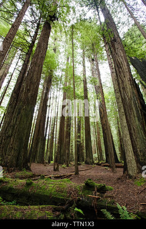 Les arbres croissant sur terrain du Redwood National and State Parks Banque D'Images