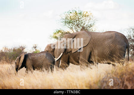 Famille d'éléphants dans la savane Banque D'Images