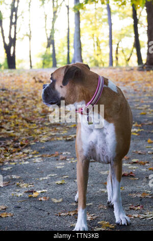 Femelle adulte brun (fauve) chien Boxer debout sur un chemin pavé dans un parc boisé sur une journée d'automne ensoleillée, à la recherche de l'appareil photo Banque D'Images