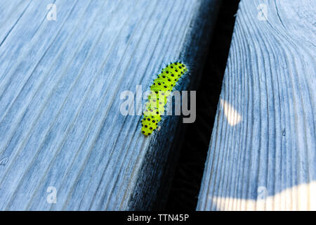 Une chenille sur une planche en bois en Kemeru Parc National, la Lettonie. Banque D'Images